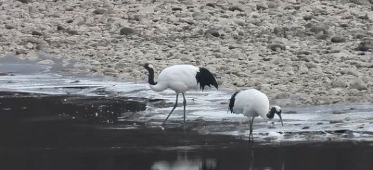 지난 4일 오후 경기도 연천군 중면 삼곶리 민간인 출입통제선 내 임진강 장군여울. 겨울을 나기 위해 시베리아에서 날아온 두루미(천연기념물 제202호) 한쌍이 물가에서 쉬면서 부리로 털을 고르고 있다. 사진 이석우씨