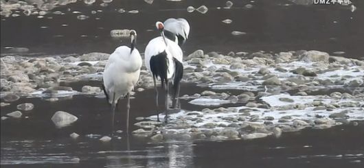 지난 4일 오후 경기도 연천군 중면 삼곶리 민간인 출입통제선 내 임진강 장군여울. 겨울을 나기 위해 시베리아에서 날아온 두루미(천연기념물 제202호) 무리가 물가에서 먹이활동을 하고 있다. 사진 이석우씨