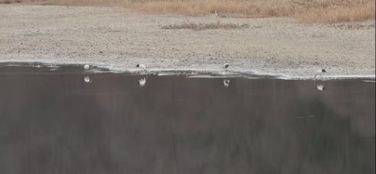 지난 4일 오후 경기도 연천군 중면 횡산리 민간인 출입통제선 내 임진강 빙애여울. 겨울을 나기 위해 시베리아에서 날아온 재두루미(천연기념물 제203호) 100여 마리가 확인됐다. 사진 이석우씨