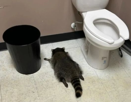 라쿤이 진열된 술들을 마시면서 매장이 난장판이 됐다. 뉴욕포스트