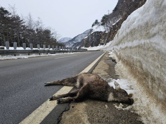 14일 설악산국립공원 일대에 설치된 ASF 차단 울타리 일부가 철거된 모습. 천권필 기자
