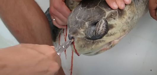 2015년 미국 대학원생 크리스틴 피그너가 바다거북의 코에서 플라스틱 빨대를 빼내고 있다. [사진 유튜브 캡처]