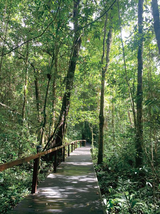 열대우림으로 뒤덮인 국립공원 산책로