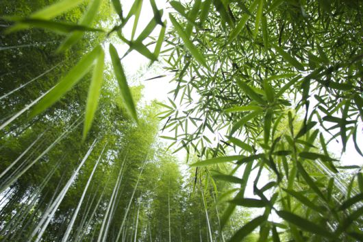 이동통신 광고가 생각나는 대나무숲