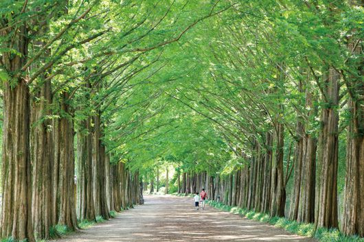 이국적인 풍경의 메타세쿼이어 숲길