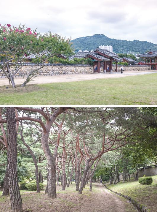 (위로부터)김해의 시조 김수로를 모신 수로왕릉, 수로왕릉의 굽은 소나무