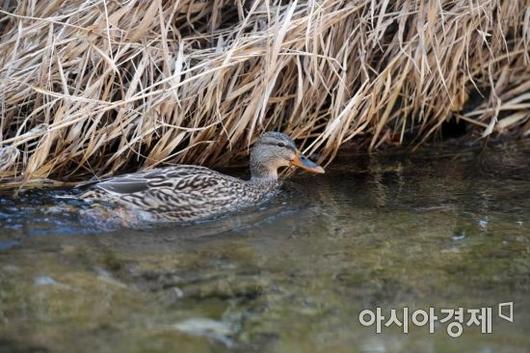 아시아경제