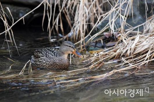 아시아경제