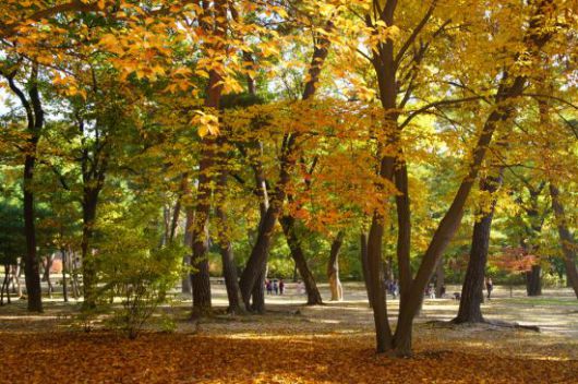 서울 태릉 내 휴게공간 숲