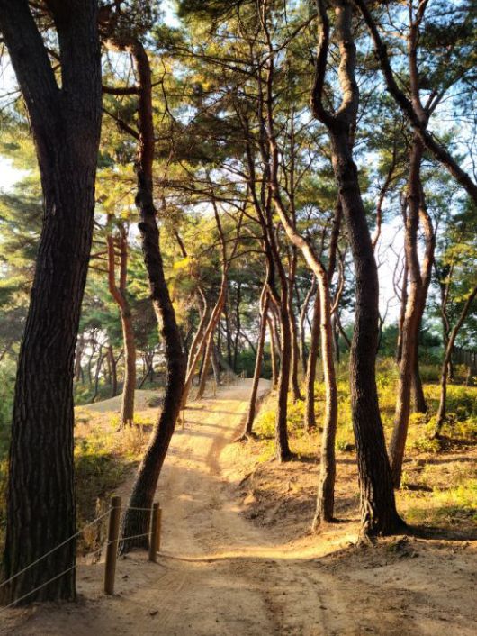 남양주 사릉(소나무 산책길)