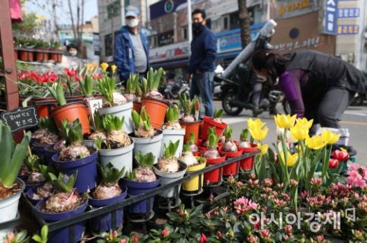 전국이 봄처럼 포근한 날씨를 보인 11일 서울 종로꽃시장을 찾은 시민들이 화사한 봄꽃을 살펴보고 있다. /문호남 기자 munonam@