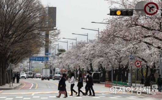 주말 동안 내리던 봄비가 그치고 미세먼지를 동반한 황사가 찾아온 29일 서울 여의도 윤중로 일대 벚꽃길을 찾은 시민들이 산책을 하고 있다./강진형 기자aymsdream@