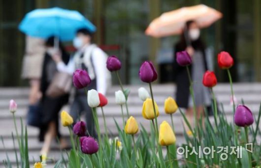 봄비가 내린 12일 서울 중구 무교동에서 우산을 쓴 시민들이 튤립 앞을 지나고 있다./김현민 기자 kimhyun81@