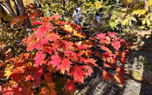 지리산 단풍산행을 즐기는 탐방객