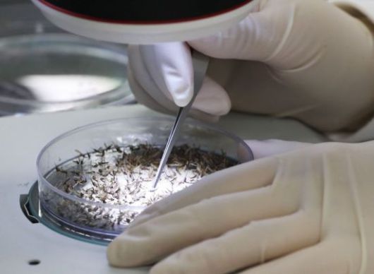 경기도 수원시 권선구 경기도보건환경연구원에서 연구원들이 모기 분류작업을 하고 있는 모습. [사진=연합뉴스]