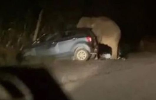 지난 2020년 말레이 고속도로서 '경적에 흥분' 코끼리가 승용차 밟아 5명 탈출했다. [사진출처=트위터 @azua/연합뉴스]