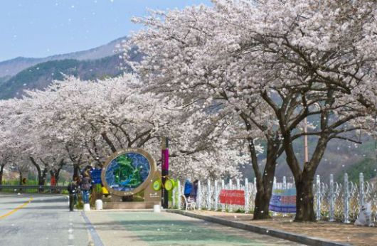 임고강변의 벚꽃명소