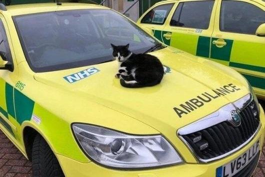 I devoted my whole life to it and you cut it off?… British cat finally becomes ambulance mascot after 16 years: ZUM News