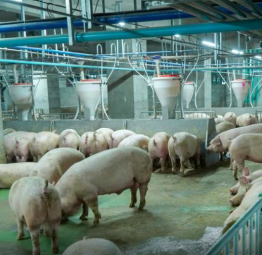 돼지빌딩 자료사진. 신화통신=카라 제공