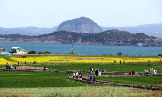 이맘때 가파도는 푸른 청보리밭 물결과 노란 유채꽃, 그뒤로 펼쳐진 제주 본섬의 풍경이 가히 환상적이다