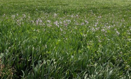 아직 덜 익은 청보리