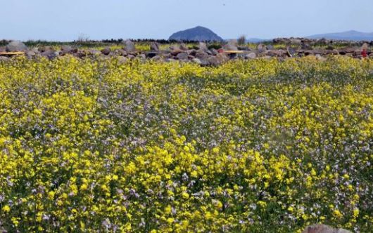 유채꽃이 넘실대는 태봉왓 캠핑장