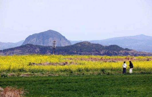 유채꽃 뒤로 산방산이 보이고 있다