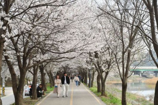 매내미 벚꽃 길. 양주시 제공