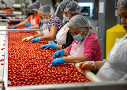 미국의 한 농산물 가공공장 모습으로 기사 내용과 무관