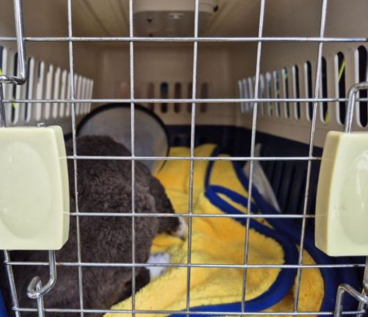 지난 16일 경북 산불 피해 고양이 영돌이가 이동장 안에서 치료를 받기 위해 기다리고 있는 모습. 사진=송승섭 기자