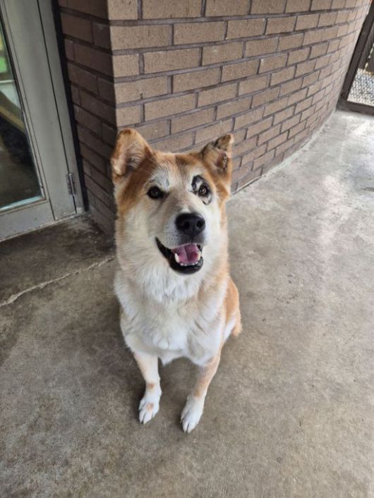 지난 16일 경기도 파주시 카라 더 봄 센터에서 만난 단비 모습. 왼쪽 눈에 원반 형태의 그을린 자국이 있지만 단비는 미소를 되찾았다. 사진=송승섭 기자