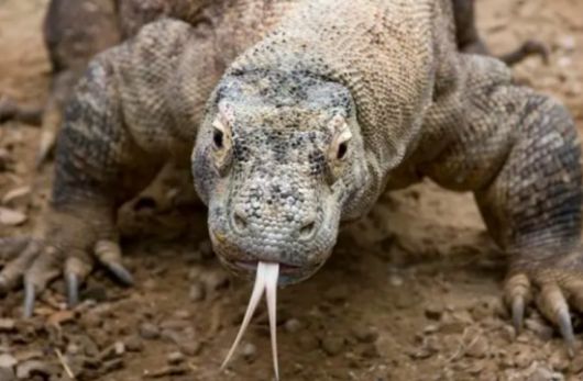 1990년 조지 W. 부시 전 미국 대통령이 선물받은 코모도 왕도마뱀 '나가'의 새끼 '캐스터'. 미 덴버동물원 홈페이지.