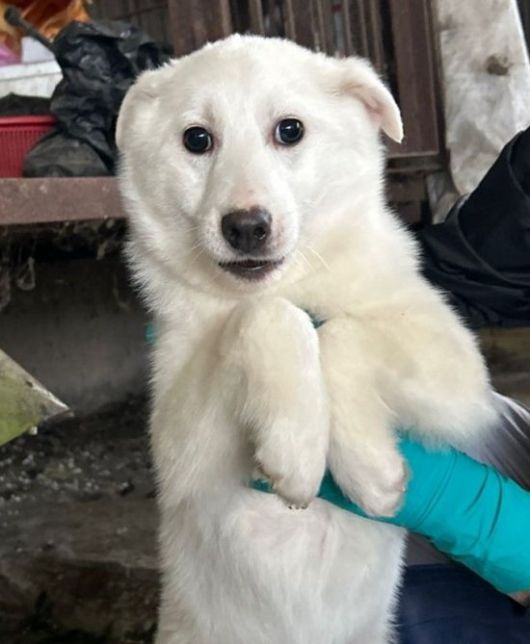 청주 불법 도축 농장에서 구조된 진돗개 믹스견. 청주시 제공.