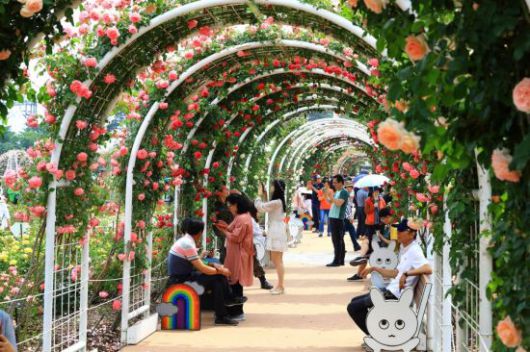 오는 16일 개막되는 제15회 곡성세계장미축제장. 곡성군 제공