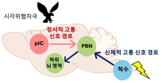 정서적 & 신체적 고통 위협 신호 전달 뇌 신경 회로 모식도. KAIST 제공