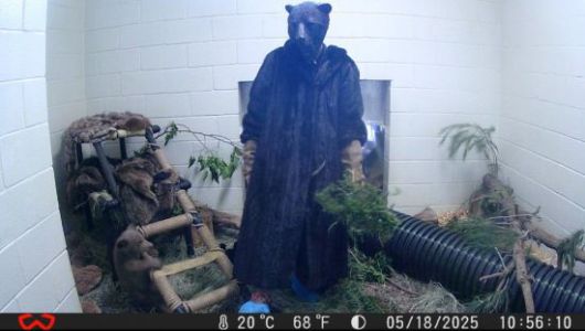 '베이비 베어'에게 먹이를 주기 위해 모피를 입고 곰 마스크 쓴 동물보호사의 모습. 샌디에이고 동물보호협회