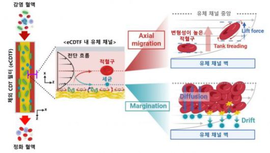 인공혈전의 세균 포획 원리와 성능.