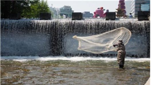 청계천 담수어류 학술조사 현장 모습. 국립중앙박물관 제공