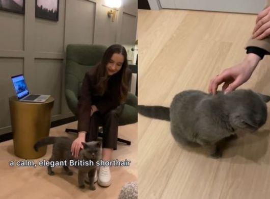 영국 에이비아마켓 사무실에 상주하는 고양이 제리. 에이비아마켓 인스타그램