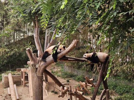 28일 오후 에버랜드 동물원 내 '판다월드'에 있는 루이바오(왼쪽)·후이바오(오른쪽). 박준이 기자.