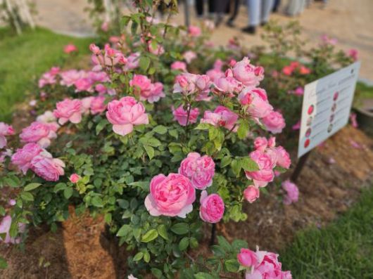 28일 오후 에버랜드에 자체 개발한 신품종 정원 장미 '퍼퓸에버스케이프'가 피어있다. 박준이 기자.