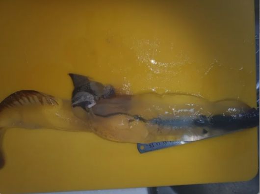 이번에 발견된 카리나리아 크리스타타는 길이 30㎝, 무게 약 350g으로 확인됐다. 이 해양생물은 복족강(Gastropoda)에 속하는 해양 연체동물로  반투명하고 유선형의 몸체가 특징이다. 제주해양수산연구원