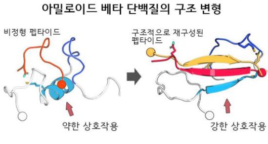 비정형 펩타이드의 구조적 재구성을 통한 아밀로이드 베타 단백질 결합 강화 및 단백질 응집 억제 효과 모식도. 한국연구재단 제공