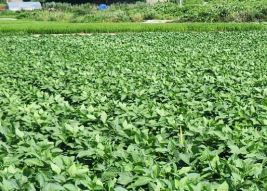 전라남도는 쌀 적정 생산을 위해 논에 벼 대신 논콩, 옥수수 등 타작물 생산기반을 확충하기 위한 2026년 전략작물 산업화 지원사업 대상자를 모집한다. 사진은 전남 무안군 한 논콩밭 전경. 전남도 제공