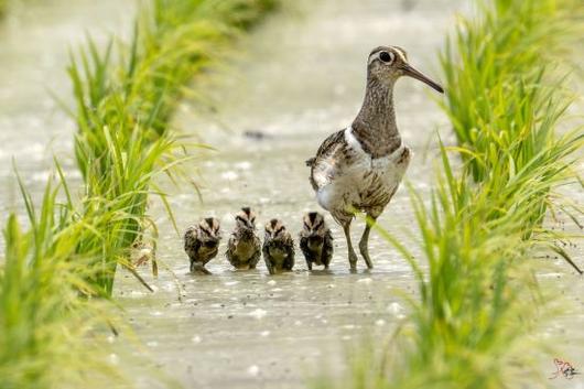 호사도요 이소 장면. 조현표 통신원 제공