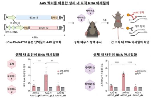 표적 RNA 아세틸화 시스템의 생체 내 전달 과정 모식도. KAIST 제공적 RNA 아세틸화 시스템의 생체 내 전달 과정 모식도. KAIST 제공