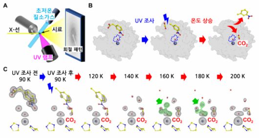실험 설계와 과정, 효소의 구조 변화.