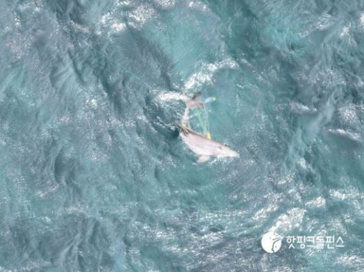 지난 5월14일 오후 서귀포시 대정읍 앞바다에서 촬영된 남방큰돌고래 종달의 모습. 핫핑크돌핀스 제공