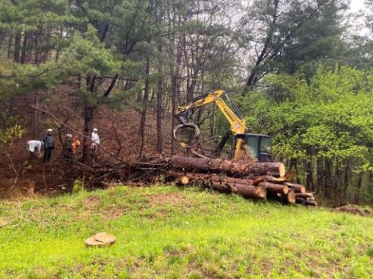 가평군 관계자들이 '소나무재선충병 긴급방제사업'을 위해 피해목을 제거하고 있다. 가평군 제공