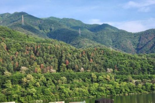 경기 가평군 청평면 대성리 인근 화야산 일대의 잣나무숲이 소나무재선충병에 감염돼 고사하면서 죽은 나무들이 붉게 변해 숲 전체가 붉은빛으로 물들고 있다. 이종구 기자